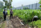 Dukung-Program-Asta-Cita-Presiden-RI,-Polsek-Porong-dan-Lapas-Klas-I-Surabaya-Cek-Tanaman-Jagung,-Sawi,-dan-Kangkung-di-Lahan-Ketahanan-Pangan-P2B