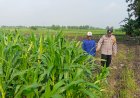 Polisi-Cinta-Petani-Dampingi-Petani-Jagung-Sidoarjo