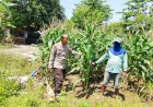 Polsek-Prambon-Kontrol-Lahan-Jagung,-Antisipasi-Dampak-Cuaca-terhadap-Ketahanan-Pangan