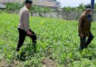 Polresta-Sidoarjo-Perkuat-Gerakan-Swasembada-Pangan,-Polsek-Waru-Dampingi-Petani-Jagung-Demi-Panen-Maksimal