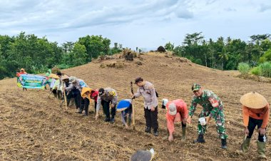 Polresta-Banyuwangi-Bersama-Kelompok-Tani-Tanam-Jagung-Serentak-Gelorakan-Swasembada-Pangan