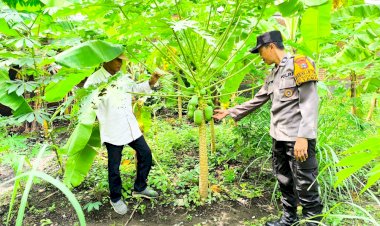 Personel-Polsek-Taman-Tinjau-Pekarangan-Pohon-Pisang-dan-Pepaya-Dukung-Ketahanan-Pangan