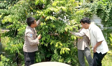 Polsek-Waru-Masifkan-Peran-Bhabinkamtibmas-Cek-Perkembangan-Tanaman-Ketahanan-Pangan