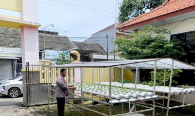 Dukung-Ketahanan-Pangan-Di-Sidoarjo-Kota-Ada-Hidroponik-Cabai-dan-Terong