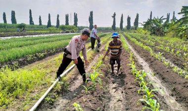 Bhabinkamtibmas-Desa-Gamping-Cek-Pertumbuhan-Jagung-di-Lahan-Warga