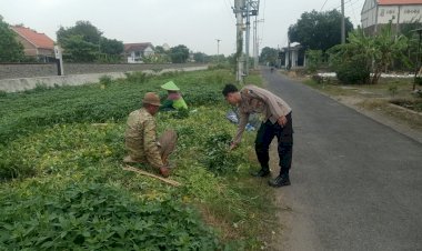 POLRESTA-SIDOARJO--|-Polsek-Prambon-Dorong-Ketahanan-Pangan-di-Desa-Gedangrowo-dengan-Tanam-Ketela-Sayur-di-Lahan-Kosong