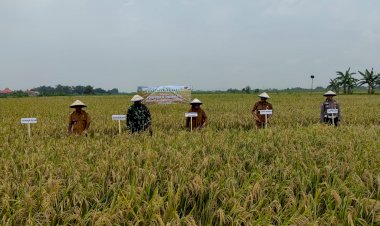 POLRESTA-SIDOARJO-|-Forkopimka-Wonoayu-Panen-Raya-Padi-dan-Gelar-Diskusi-Ketahanan-Pangan-dengan-Petani