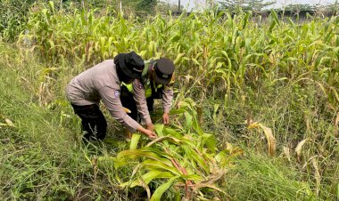 Polsek-Gedangan-Pacu-Progres-Lahan-Ketahanan-Pangan-di-Desa-Semambung
