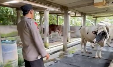 Polresta-Sidoarjo-|-Bhabinkamtibmas-Jemundo-Tinjau-Peternakan-Sapi,-Dorong-Ketahanan-Pangan-Lewat-Pola-Pakan-Bergizi