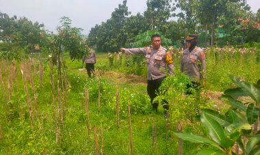 Polresta-Sidoarjo-Lakukan-Monitoring-Program-Ketahanan-Pangan-di-Dua-Lahan-Wilayah-Kecamatan-Porong