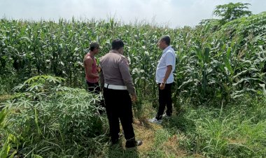 Patroli-Ketahanan-Pangan-Polsek-Tarik-di-Perkebunan-Jagung-Desa-Gampingrowo