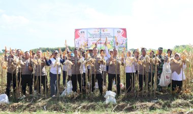 Polres-Kediri-Kota-bersama-Warga-Tani-Panen-Raya-Jagung,-Wujud-Nyata-Dukung-Swasembada-Pangan