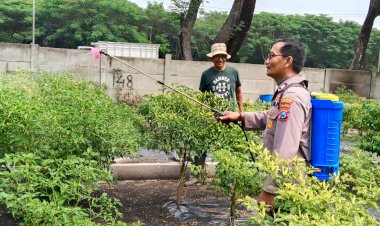 Humanis-Jalankan-Ketahanan-Pangan,-Bhabinkamtibmas-Polsek-Sidoarjo-Kota-Bantu-Pengelolaan-Lahan-Cabai-di-Desa-Jati-Kidul