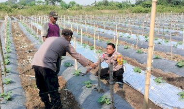 Kapolsek-Tarik-Dukung-Ketahanan-Pangan-Polresta-Sidoarjo-Turunkan-Bhabinkamtibmas-Cek-Lahan-Semangka