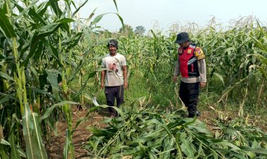 Polsek-Balongbendo-Dukung-P2B-Tanaman-Jagung