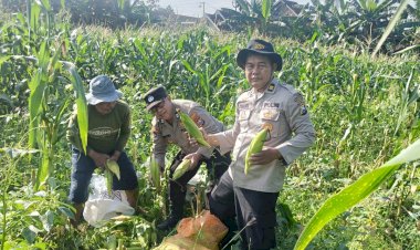 Panen-Jagung-800-Kg,-Polsek-Porong-Gandeng-Petani-Wujudkan-Swasembada-Pangan
