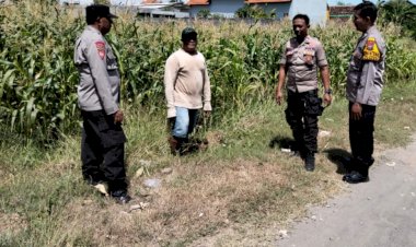 Polsek-Tulangan-Tinjau-Lahan-Jagung-di-Desa-Kajeksan,-Dukung-Swasembada-Pangan