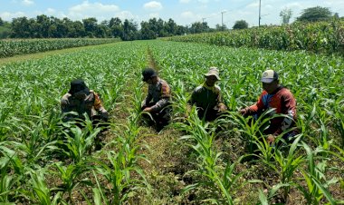 Polresta-Sidoarjo-Dorong-Swasembada-Pangan,-Pantau-Perkembangan-Tanaman-Jagung-di-Balongbendo