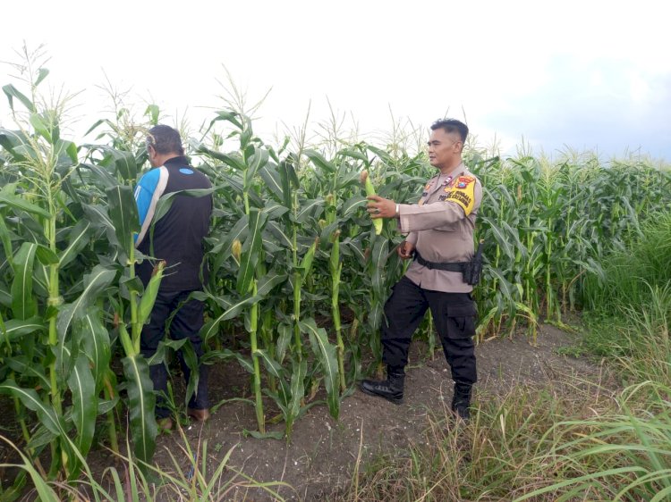 Polsek Krembung Dampingi Warga Kelola Tanaman Jagung