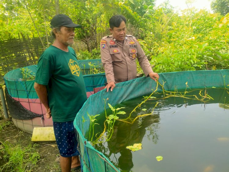Wujud Ketahanan Pangan, Kanit Binmas Polsek Prambon Tinjau Budidaya Ikan Nila