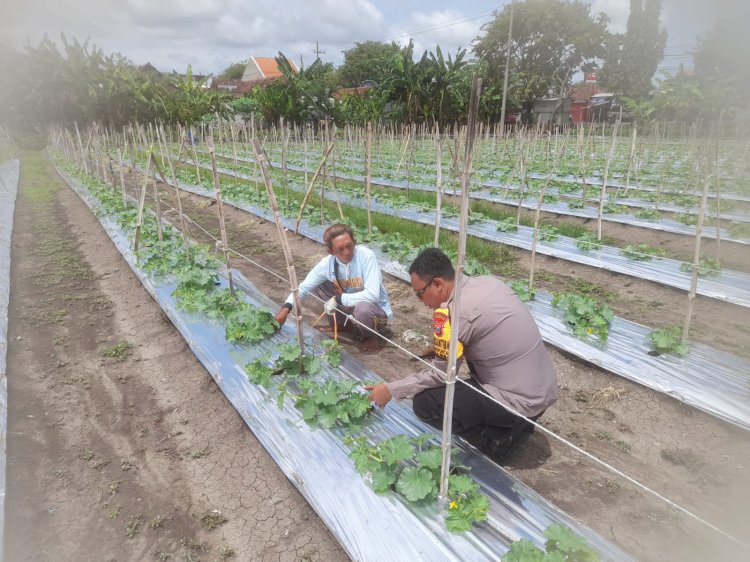Bhabinkamtibmas Desa Wonoplintahan Laksanakan Pengecekan Lahan P2B