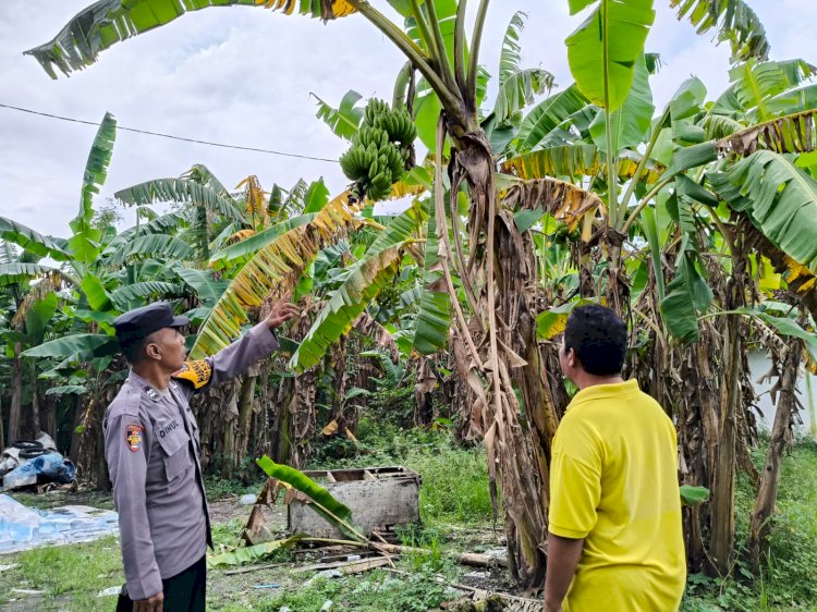 Bhabinkamtibmas Desa Kesambi Polsek Porong, Cek Kebun Pisang Warga untuk Optimalisasi Swasembada Pangan Mandiri