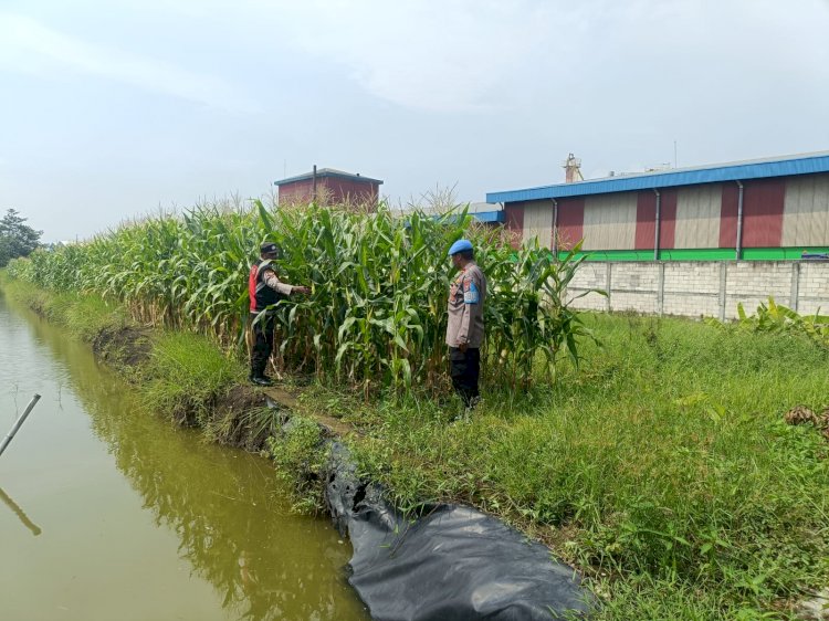 Polsek Krian Dukung Ketahanan Pangan, Koordinasi dengan Warga Desa Ponokawan untuk Budidaya Jagung