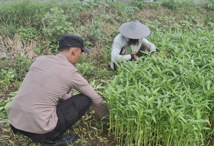Bhabinkamtibmas Desa Sumberejo Cek Ketahanan Pangan Warga, dengan Pemanfaatan Lahan Kosong untuk Tanaman Sayur