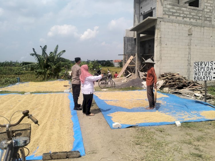 Tiga Pilar dan Kelompok Tani Desa Krembangan Kompak Wujudkan Ketahanan Pangan, Siapkan Panen Padi