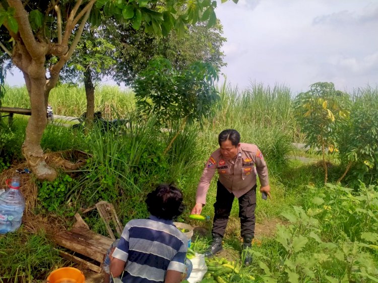 Kanit Binmas Polsek Prambon Dampingi Warga Panen Sayur Krai Sebanyak 110 Kg
