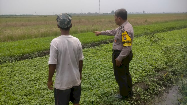 Polresta Sidoarjo | Petani Sayur di Kedungboto Tunjukkan Perkembangan Positif