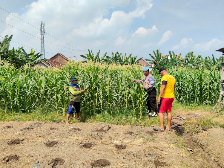 Anggota Polsek Porong Pastikan Tanaman Jagung di Desa Kesambi Siap Topang Swasembada Pangan