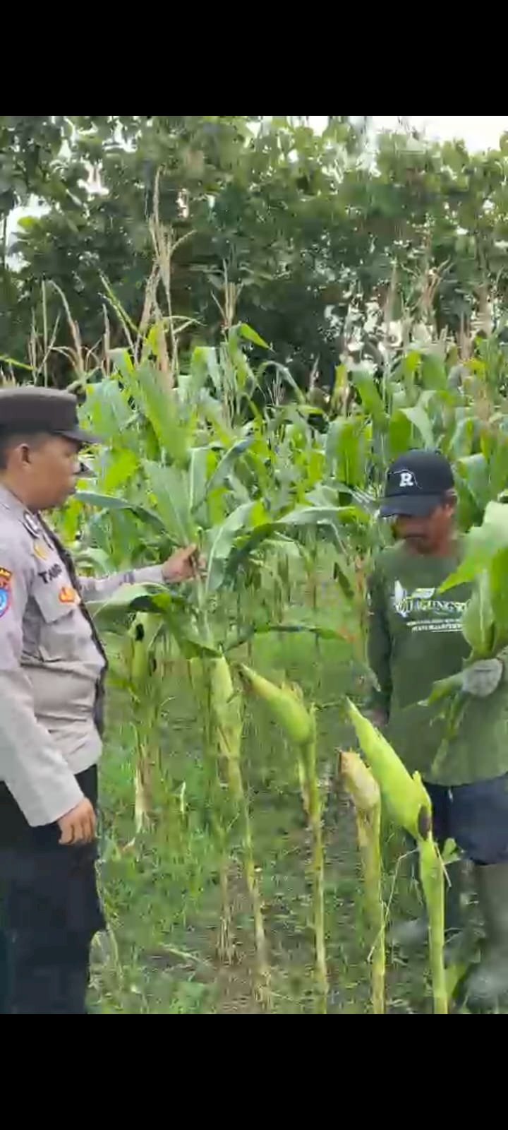 Sinergi Polri dan Petani, Cek Pemangkasan Jagung di Lahan Ketahanan Pangan Desa Bakungtemenggungan