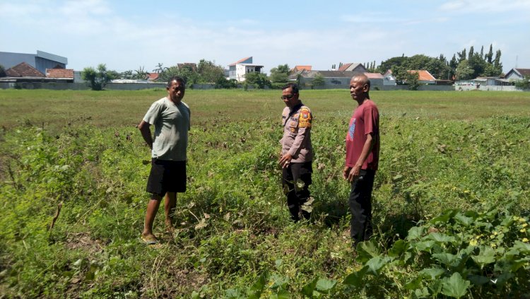 Bhabinkamtibmas Sidoarjo Dukung Ketahanan Pangan, Cek Pengelolaan Lahan P2B di Desa Gebang
