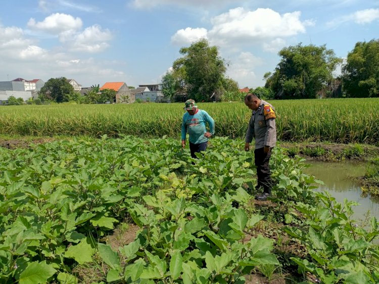 Bhabinkamtibmas Dukung Ketahanan Pangan, Dampingi Petani Terong di Sidokepung