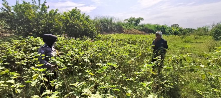 Polwan Sidoarjo Turun ke Sawah, Dukung Ketahanan Pangan Lewat Program P2L