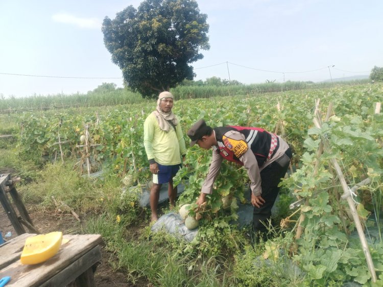 Pengecekan Ketahanan Pangan, Polsek Porong Dorong Budidaya Melon di Desa Kebakalan