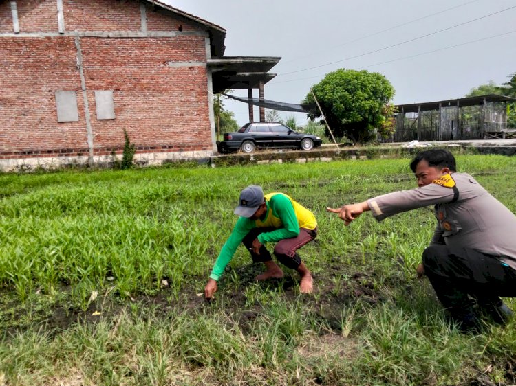 Kanit Binmas Polsek Prambon Tinjau Lahan Pekarangan Bergizi di Desa Pejangkungan