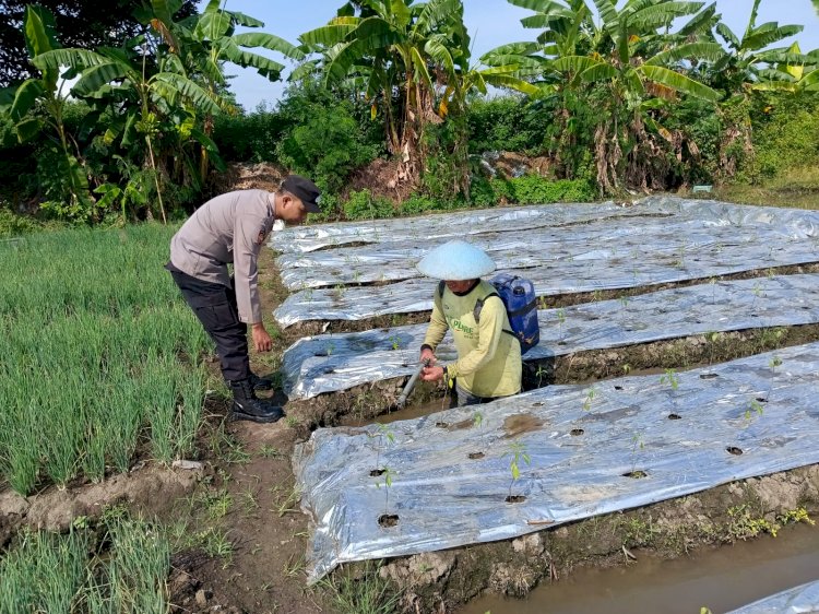Polsek Tarik Kunjungi Perkebunan Cabai Warga Singogalih, Optimalkan Program Ketahanan Pangan Polresta Sidoarjo