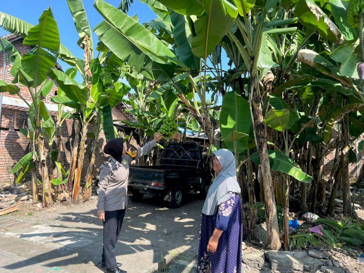 Polisi Cinta Petani Dampingi Ketahanan Pangan Budidaya Pisang Warga