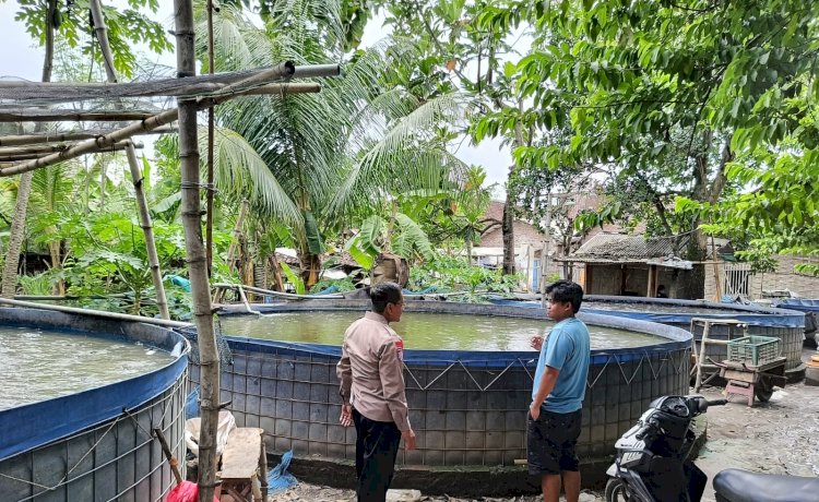 Polsek Tarik Dorong Ketahanan Pangan Lewat Program P2B di Desa Singogalih