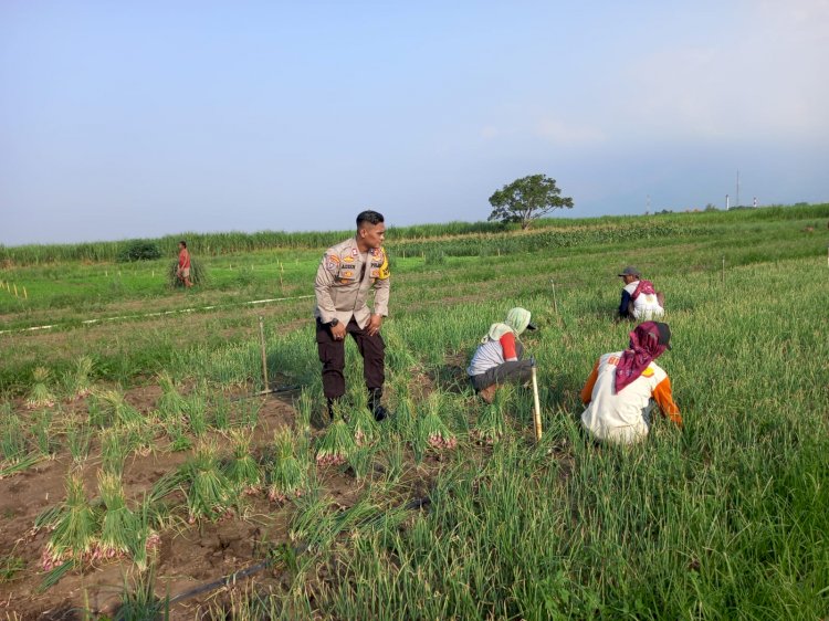Dukung Swasembada Pangan, Polisi Krembung Turun ke Ladang Bantu Petani Panen