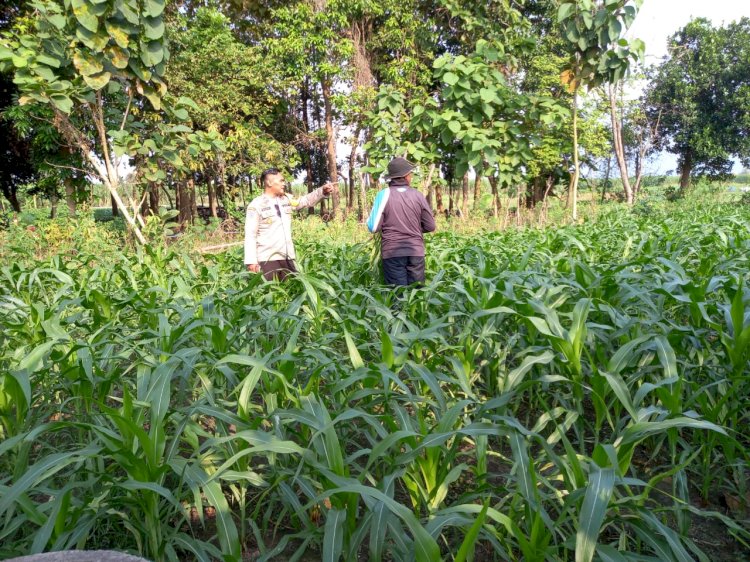 Polsek Krembung Turun Langsung Masifkan Polisi Cinta Petani di Lahan Ketahanan Pangan Desa Lemujut