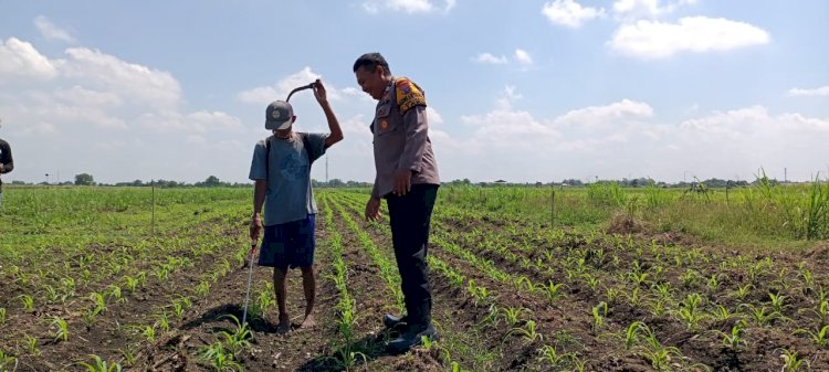Polsek Tarik Gelar Patroli Lahan Jagung Dukung Ketahanan Pangan