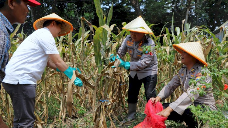 Dukung Swasembada Pangan Nasional Polresta Malang Kota Targetkan Lahan 26,35 Hektar untuk Kuartal IV