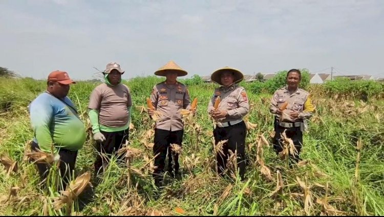 Perhatian Kapolsek Wonoayu pada Pertanian, Ikut Panen Jagung Bersama Warga Simoketawang