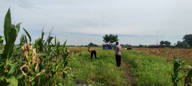 Persiapan Masa Panen, Polsek Tanggulangin Cek Lahan Jagung Desa Kedensari